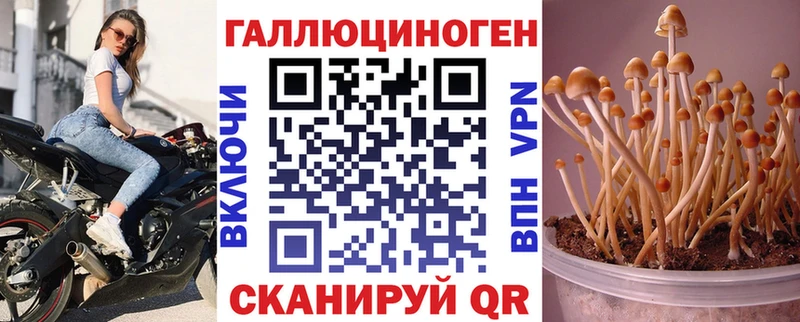 Купить  Городовиковск  Галлюциногенные грибы Psilocybe 